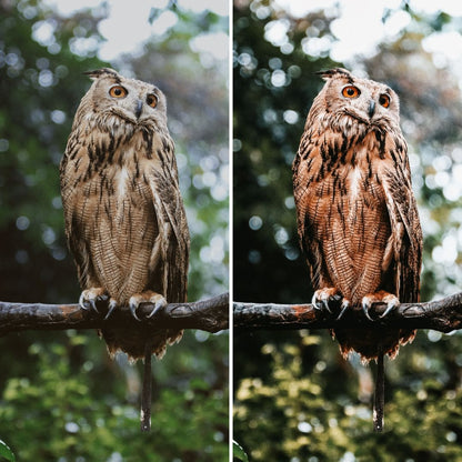 NATURE | Creëer adembenemende natuurfoto's