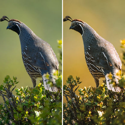 NATURE | Creëer adembenemende natuurfoto's